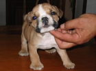 BULLDOG INGLES MACHO - mejor precio | unprecio.es