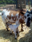 Cabras enanas - mejor precio | unprecio.es