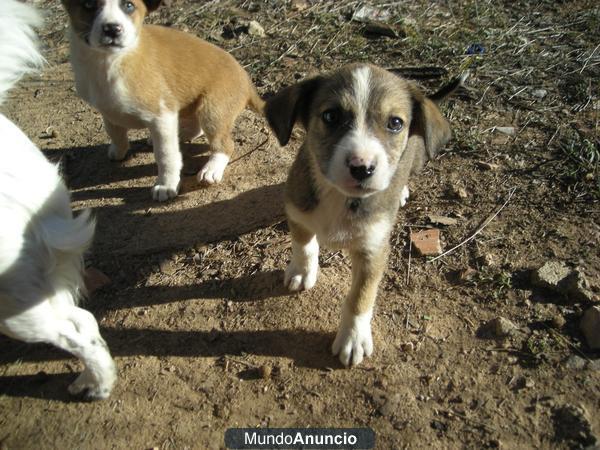 cachorritos buscan casa