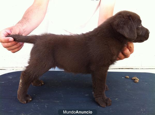 Cachorros de labrador retriever