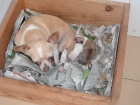 Chihuahua hembra adulta para cría - mejor precio | unprecio.es