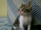 GATITO DE DOS MESES EN ADOPCIÓN! - mejor precio | unprecio.es