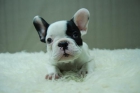 Hembras y Machos de Bull Dog Frances [CAMADA DE CALIDAD] 2meses//se entregan con todo// - mejor precio | unprecio.es