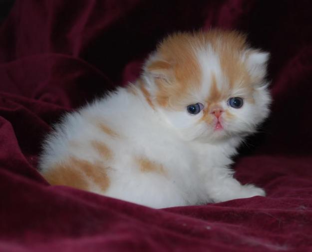 mirar a su gatito persa que es de 11 semanas de edad