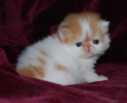 mirar a su gatito persa que es de 11 semanas de edad - mejor precio | unprecio.es