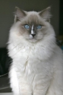 Ragdoll con pedigree - mejor precio | unprecio.es