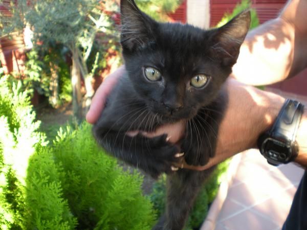 regalo 2 gatitos negros zona sur de madrid