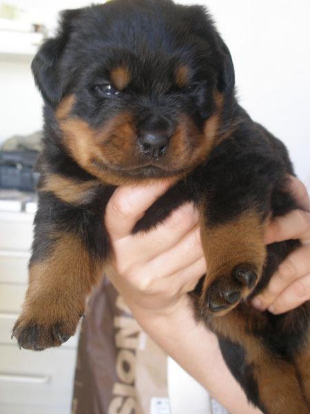 ROTTWEILERS CAMADAS DE CAMPEONES.