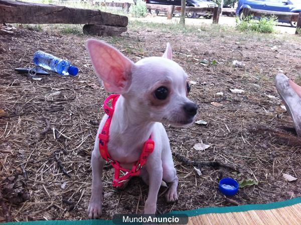 Se ofrece chihuahua supermini para montas (Con Pedigree)