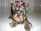 se ofrece macho de yorkshire terrier para monta - mejor precio | unprecio.es