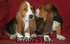Tiernos cachorros de Basset Hound - mejor precio | unprecio.es