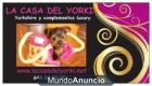 350 eur YORKSHIRE TOY CON GARANTIAS - mejor precio | unprecio.es