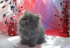 Blue gatitos persas que busca una buena familia y Careering 10 semanas de edad - mejor precio | unprecio.es