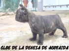 Cachorros De Bulldog Francés - mejor precio | unprecio.es