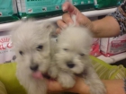 . Bichón maltes, Bichón frise, Caniche (apricot - mejor precio | unprecio.es