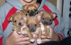Chihuahua cachorros sanos para la venta con papeles 100 - mejor precio | unprecio.es