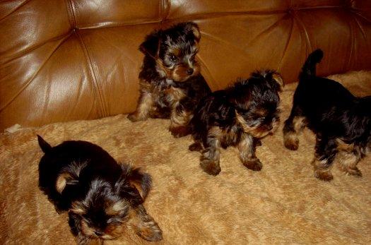 Mallorca Wir verkaufen reinssige schoene yorkshire terriers  Welpen