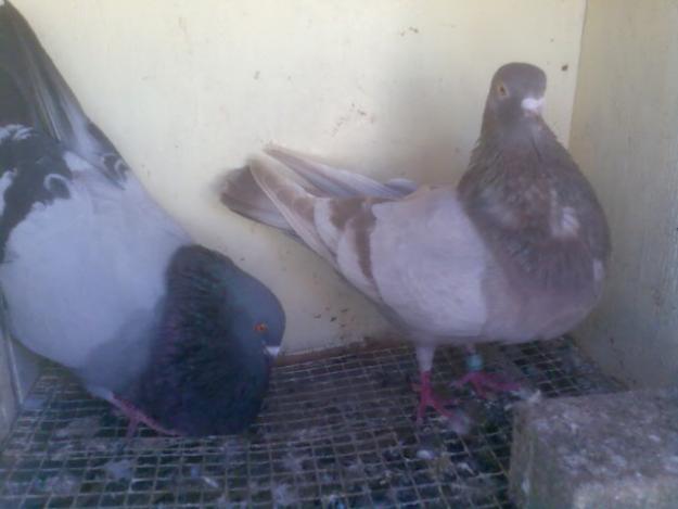 palomos de clases