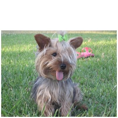 Precioso yorkshire terrier