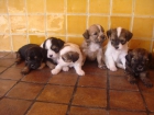 reglo perritos cruce de chihuahua con pincher - mejor precio | unprecio.es