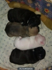 SE VENDE CACHORRA DE BULL DOG FRANCES - mejor precio | unprecio.es
