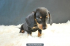 Cachorros de teckel muy nacionales¡¡ excelentes KANINCHEN¡¡ 2 kilitos ... EXCELENTE CALIDAD Y MORFOLOGIA, SOMOS CRIADORE - mejor precio | unprecio.es