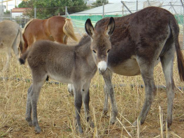 BURROS ENANOS