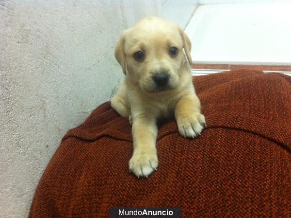Cachorra de labrador, ultima de la camada,