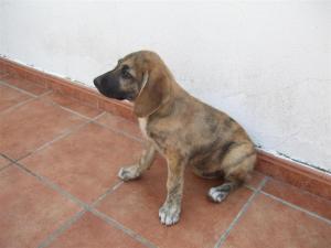 cachorros de mastín necesitan un hogar, adóptalos