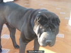 Espectacular sharpei macho para monta - mejor precio | unprecio.es