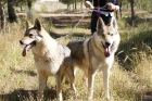 perro lobo checoslovaco - mejor precio | unprecio.es