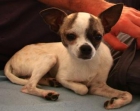 RECOMPENSA 500 EUROS CHIHUAHUA PERDIDA BARCELONA - mejor precio | unprecio.es