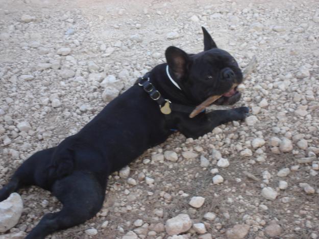 se ofrece bulldog frances para monta!!