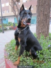 Se Ofrece PASTOR DE BEACUCE (BEAUCERON) para montas (Valencia) - mejor precio | unprecio.es