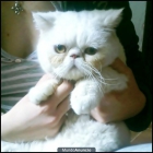 Se vende gatito persa exotico - mejor precio | unprecio.es