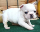 se venden cachorros de bulldog frances 150 - mejor precio | unprecio.es