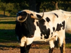 Venta de exclentes vacas berrendas en negro !!! - mejor precio | unprecio.es