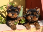 Yorkshire terrier cachorros - mejor precio | unprecio.es