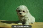 BICHON MALTES MUY BLANQUITOS - mejor precio | unprecio.es