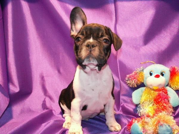 BULL DOG FRANCES muy cariñosos