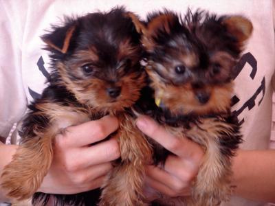 Disponemos de cachorros yorkie, machos y hembras .