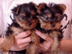 Disponemos de cachorros yorkie, machos y hembras . - mejor precio | unprecio.es