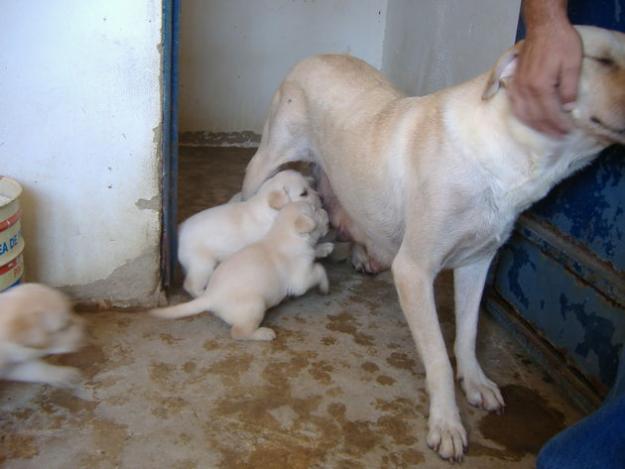 labrador retriever