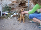 Merlín, una monada de cachorrin abandonado - mejor precio | unprecio.es
