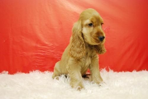 Oferton en nuestros Cachorros De Cocker, con chip, vacunas y pedegree, por tan solo 380e