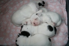 se venden bulldog frances 600€ con pedegri nacinal - mejor precio | unprecio.es