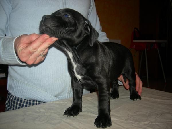 ULTIMO CACHORRO STAFFORDSHIRE BULL TERRIER