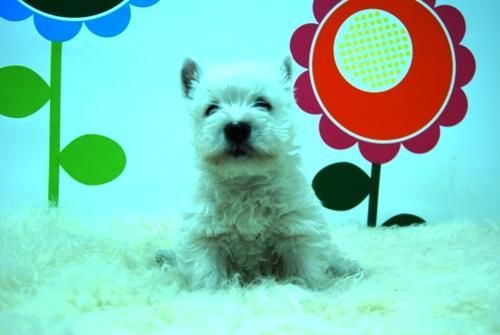 WESTY _ Hembras y machos en optimas condiciones_ WWW.ANIMALFLOWER.COM _  RESOLVEREMOS TUS DUDAS  SOBRE LOS CACHORRITOS