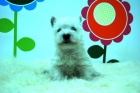 WESTY _ Hembras y machos en optimas condiciones_ WWW.ANIMALFLOWER.COM _  RESOLVEREMOS TUS DUDAS  SOBRE LOS CACHORRITOS - mejor precio | unprecio.es