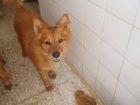 -------------------------  x SPITZ ----------------------  TOMÁS   NECESITA UN HOGAR - mejor precio | unprecio.es